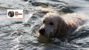 Dog Safety in Hot Weather: Tips for Swimming and Hydration
