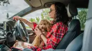 Dog Travel Safety Warning: 33% of Pets Unrestrained, Risking £5,000 Fine