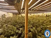 Dudley Raid: Cannabis Farm and Weapons Found, Man Arrested