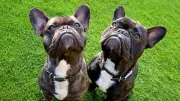 Eight Dog Breeds Most Prone to Sensitive Stomachs and How Fresh Food Can Help