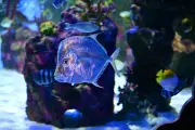 Explore an Underwater World in Birmingham from Just £16