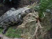 Family of Boy, 3, Injured in Crocodile Attack at Cambridgeshire Zoo Issues Statement