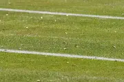 Flying Ant Swarms Spotted Across West Midlands During Heatwave