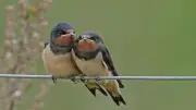 Free Nature Trail Launches at Druridge Bay Reserve for Summer Fun