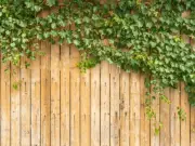 Garden Fence Rule: £2,500 Fine for Painting or Height Breach