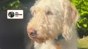 Heartbreaking Poem Reveals True Cost of Buying a Puppy This Summer