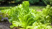 How to Stop Lettuce and Rocket Bolting in Hot Weather: Expert Tips