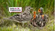July 19 Quiz: General Knowledge and Entertainment Answers Revealed