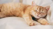 Keep Cats Indoors at Night to Extend Their Lifespan, Charity Urges