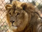 Lion, Tiger, Snakes, Wolves: Midlands' Dangerous Pets Mapped by Born Free