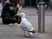 Man punches seagull and stuffs it into fence, breaking both wings