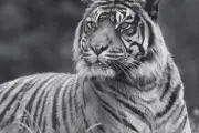 Much-Loved Tiger at Popular West Midlands Attraction Dies