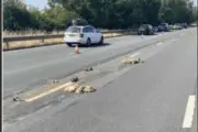 Offal Spillage on M6 Near Stafford Closed Lanes, Causing Traffic Delays