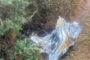Outrage as Headless Horse and Dead Foal Dumped in Bridgnorth Village