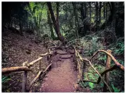 Outstanding campsite near magical Puzzlewood 90 minutes from Birmingham
