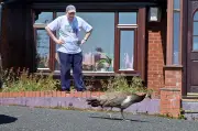 Peacock Takes Over Shropshire Garden, Refuses to Leave