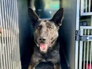 Police Warn Dog Owners Not to Walk Pets in 34C Heatwave