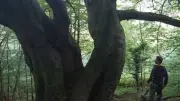 Pontypridd Group Races to Save Ancient Woodland Before July 14 Deadline