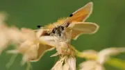 Rare Essex Skipper butterfly discovered on Sefton Coast for first time
