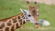 Rare Northern Giraffe Kris Arrives at Chester Zoo for Breeding