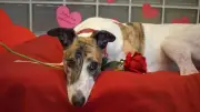 Rescue dog Danny finds forever home after 550 days at Battersea