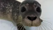 Rescued Seal Pup Opal Gaining Weight at Hunstanton Animal Hospital