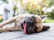 RSPCA Urges Dog Lockdown as 34C UK Heatwave Approaches