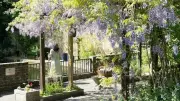 Saint Francis Hospice Launches Ribbons of Remembrance Campaign for August