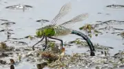 Sefton Coast: Heatwave Challenges and Dragonfly Booms on Dune System