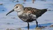 Sefton Coast's Changing Climate Accelerates Migration and Urges Visitor Caution
