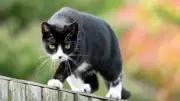 Sir David Attenborough Reveals 55 Million Birds Killed by Cats Annually in UK Gardens
