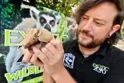Telford Zookeepers Hand-Rearing Adorable Baby Armadillo After Rare Birth