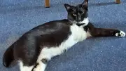 Three-Legged Cat Violet Overlooked by Adopters Despite Spirited Recovery