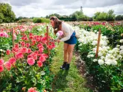 Tickets on Sale for PYO Dahlia Fields Near Birmingham, Now a Tradition