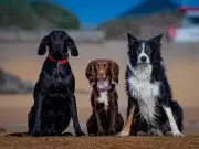 Vet Warns Cockapoo Owners of Hidden Health Risks for Popular Breed