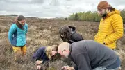 Volunteers Wanted for Rare Butterfly and Moth Surveys in Northern England