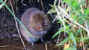 Water voles return to North Devon after 24 years following major habitat restoration