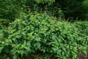 West Midlands and Black Country Hotspots for Invasive Plants Revealed