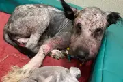 West Midlands Couple Banned from Keeping Animals for 15 Years After Dog Abuse