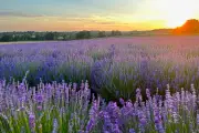 West Midlands Lavender Farm Opens for Summer with New Vineyard