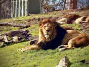 West Midlands Safari Park Kids Go Free Deal: Limited Time Offer