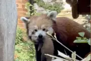 West Midlands Safari Park Welcomes Adorable Baby Red Panda Cub