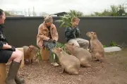 West Midlands Zoo Launches Capybara Breakfast Tour Experience