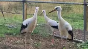 White Storks Return to Derbyshire After 600-Year Absence