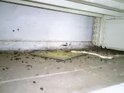 Wolverhampton supermarket shut over rat infestation fined £8,000