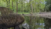 Wythenshawe Park Wetland Restoration Brings Smile to Wooden Fish Sculpture