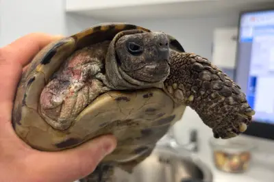 100-Year-Old Tortoise Gets New Lease of Life After Leg Amputation