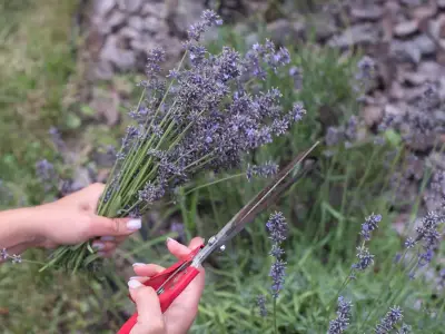 August Gardening Tasks: Cuttings and Deadheading for Strong Blooms