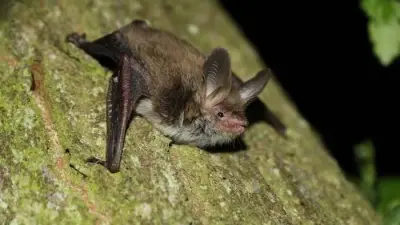 Bat Walks in Bury Reveal Nature's Greatest Summer Soundtrack