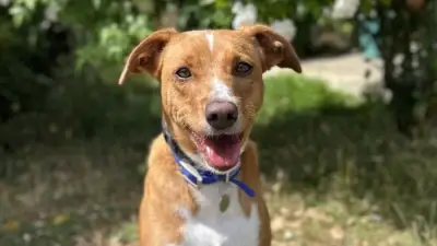 Battersea celebrates National Dog Day with five unique rescue dogs